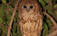 Pel's Fishing Owl