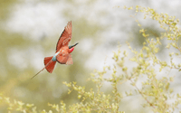 Southern Carmine Bee-eater