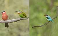 Left: Southern Carmine Bee-eater and Blue-cheeked Bee-eater, Right: Woodland Kingfisher